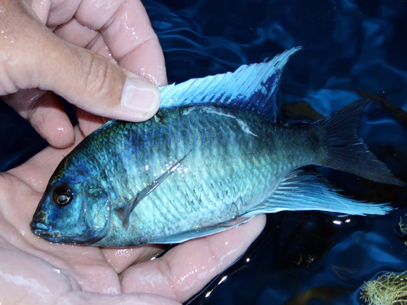 Otopharynx selenurus